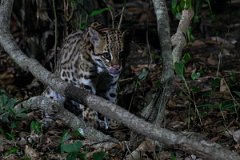 DPPhotography - Pantanal - Ocelot - AS