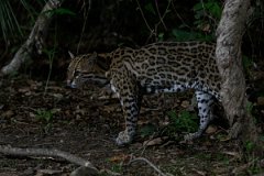 DPPhotography - Pantanal - Ocelot - AT