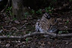 DPPhotography - Pantanal - Ocelot - AU