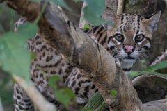 DPPhotography - Pantanal - Ocelot - AV