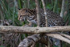 DPPhotography - Pantanal - Ocelot - AW
