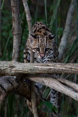 DPPhotography - Pantanal - Ocelot - AY