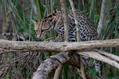DPPhotography - Pantanal - Ocelot - AZ