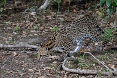 DPPhotography - Pantanal - Ocelot - B