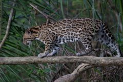 DPPhotography - Pantanal - Ocelot - BA