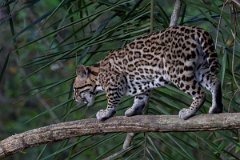 DPPhotography - Pantanal - Ocelot - BB