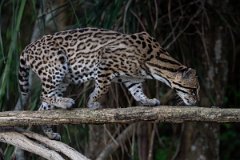 DPPhotography - Pantanal - Ocelot - BC