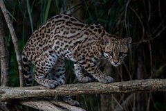 DPPhotography - Pantanal - Ocelot - BD