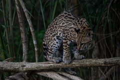 DPPhotography - Pantanal - Ocelot - BE