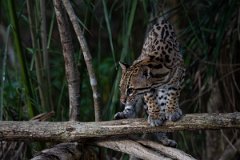 DPPhotography - Pantanal - Ocelot - BF