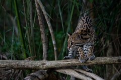 DPPhotography - Pantanal - Ocelot - BG