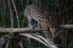 DPPhotography - Pantanal - Ocelot - BH