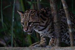 DPPhotography - Pantanal - Ocelot - BI