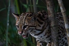 DPPhotography - Pantanal - Ocelot - BJ