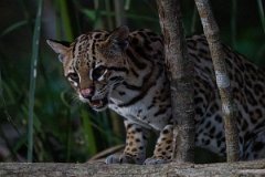 DPPhotography - Pantanal - Ocelot - BK