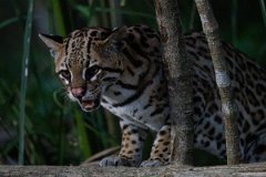 DPPhotography - Pantanal - Ocelot - BL