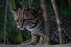 DPPhotography - Pantanal - Ocelot - BM