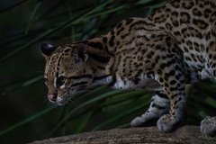 DPPhotography - Pantanal - Ocelot - BO