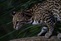 DPPhotography - Pantanal - Ocelot - BP