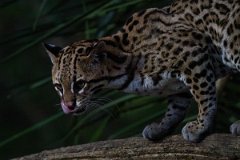 DPPhotography - Pantanal - Ocelot - BQ