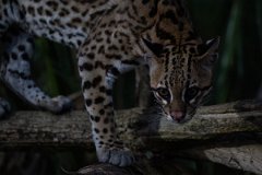 DPPhotography - Pantanal - Ocelot - BS