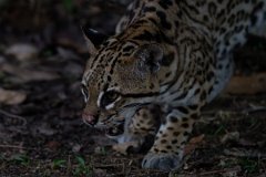 DPPhotography - Pantanal - Ocelot - BU