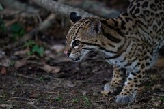 DPPhotography - Pantanal - Ocelot - BV