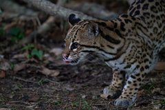 DPPhotography - Pantanal - Ocelot - BW