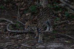 DPPhotography - Pantanal - Ocelot - BX