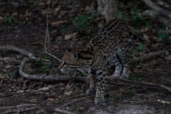 DPPhotography - Pantanal - Ocelot - BY