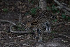 DPPhotography - Pantanal - Ocelot - BZ