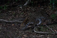 DPPhotography - Pantanal - Ocelot - C