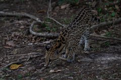 DPPhotography - Pantanal - Ocelot - CA