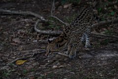DPPhotography - Pantanal - Ocelot - CB