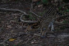 DPPhotography - Pantanal - Ocelot - CC