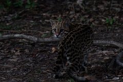 DPPhotography - Pantanal - Ocelot - CD