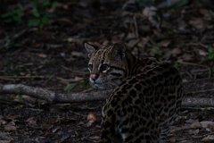 DPPhotography - Pantanal - Ocelot - CE