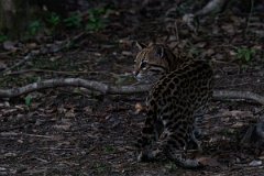DPPhotography - Pantanal - Ocelot - CF