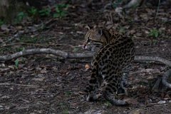 DPPhotography - Pantanal - Ocelot - CG