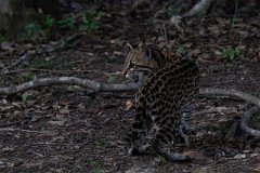 DPPhotography - Pantanal - Ocelot - CH