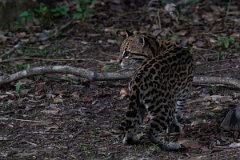 DPPhotography - Pantanal - Ocelot - CI