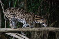 DPPhotography - Pantanal - Ocelot - CJ
