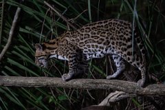 DPPhotography - Pantanal - Ocelot - CK