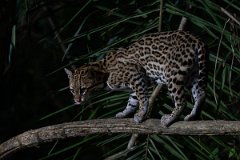 DPPhotography - Pantanal - Ocelot - CL