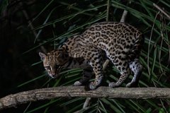 DPPhotography - Pantanal - Ocelot - CM