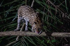 DPPhotography - Pantanal - Ocelot - CN