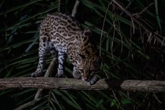 DPPhotography - Pantanal - Ocelot - CO