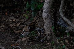 DPPhotography - Pantanal - Ocelot - CP