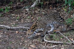 DPPhotography - Pantanal - Ocelot - D