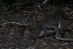 DPPhotography - Pantanal - Ocelot - E